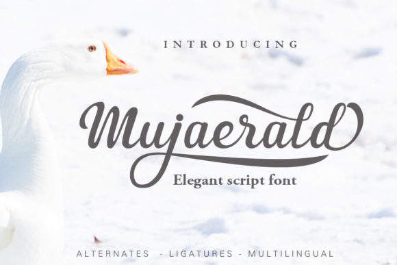 Mujaerald Script Font Review for Elegant Branding